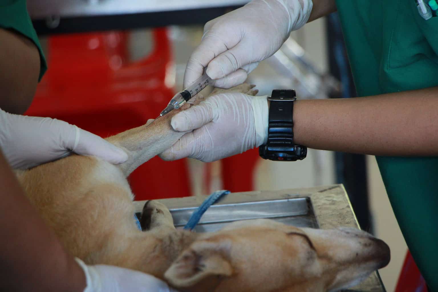 Kaduna vaccinates 6,250 dogs