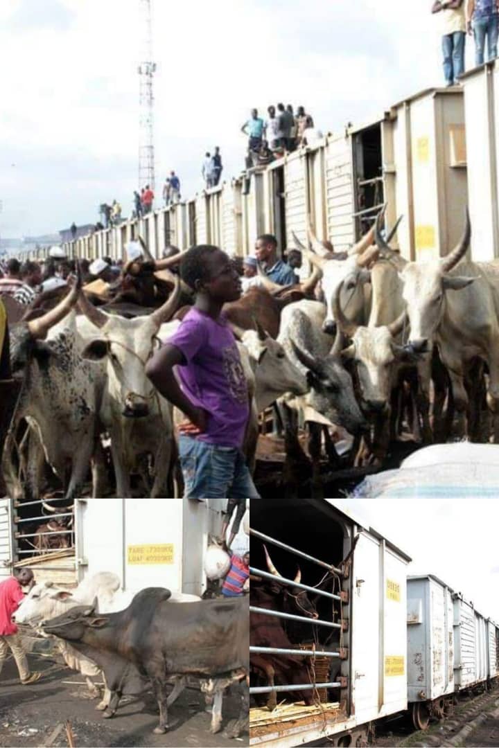 NRC resumes movement of cattle from North to Lagos by train