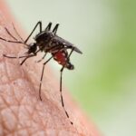 Why some children develop severe reactions to mosquito bites — Specialist