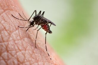 Why some children develop severe reactions to mosquito bites — Specialist
