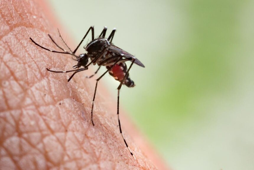 Why some children develop severe reactions to mosquito bites — Specialist